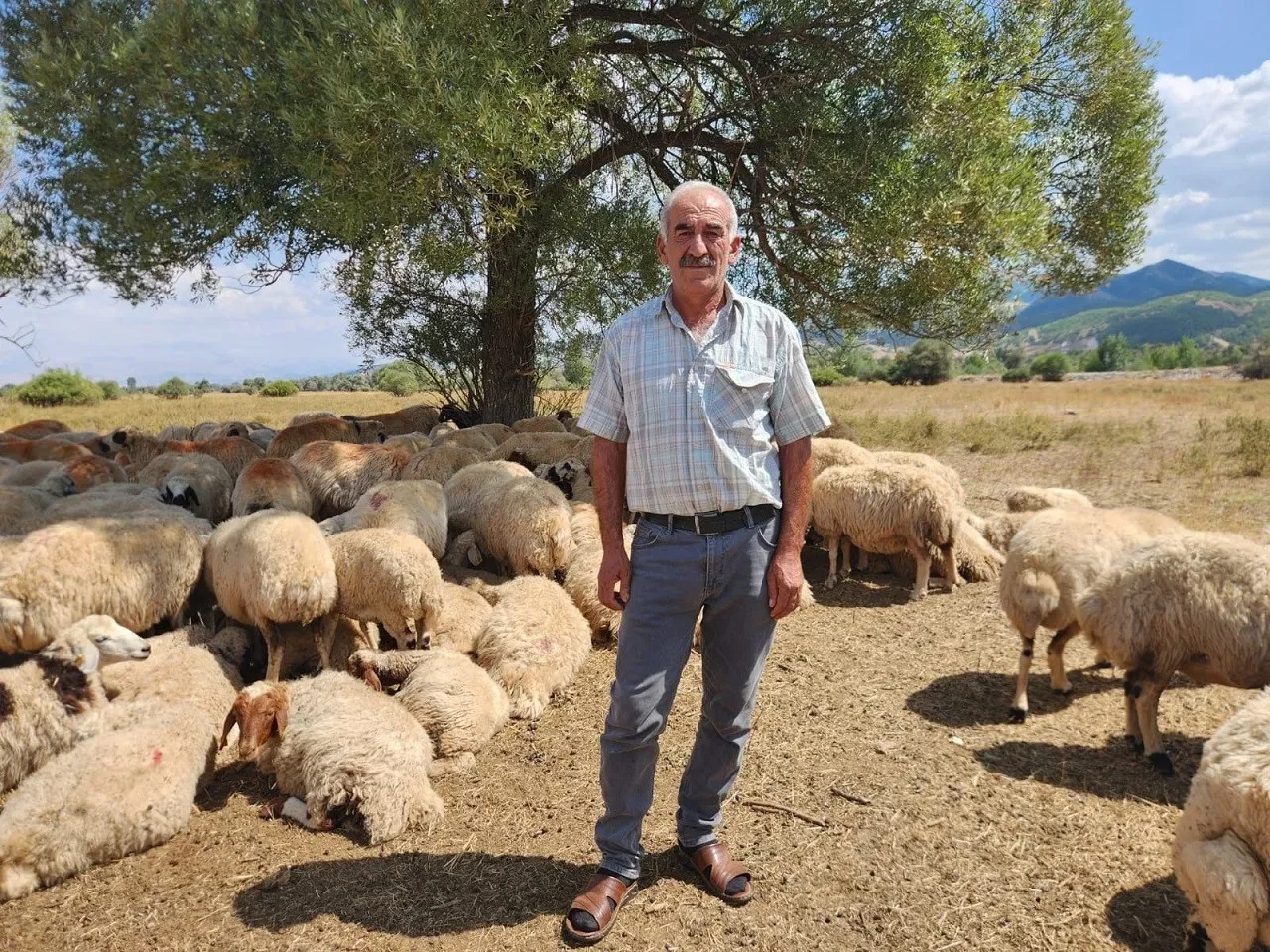 Çoban maaşları 130 bin TL'ye dayandı! Yine de kimse çalışmak istemiyor 