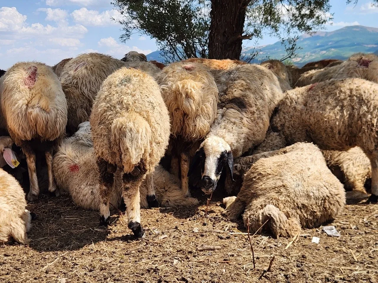 Çoban maaşları 130 bin TL'ye dayandı! Yine de kimse çalışmak istemiyor 