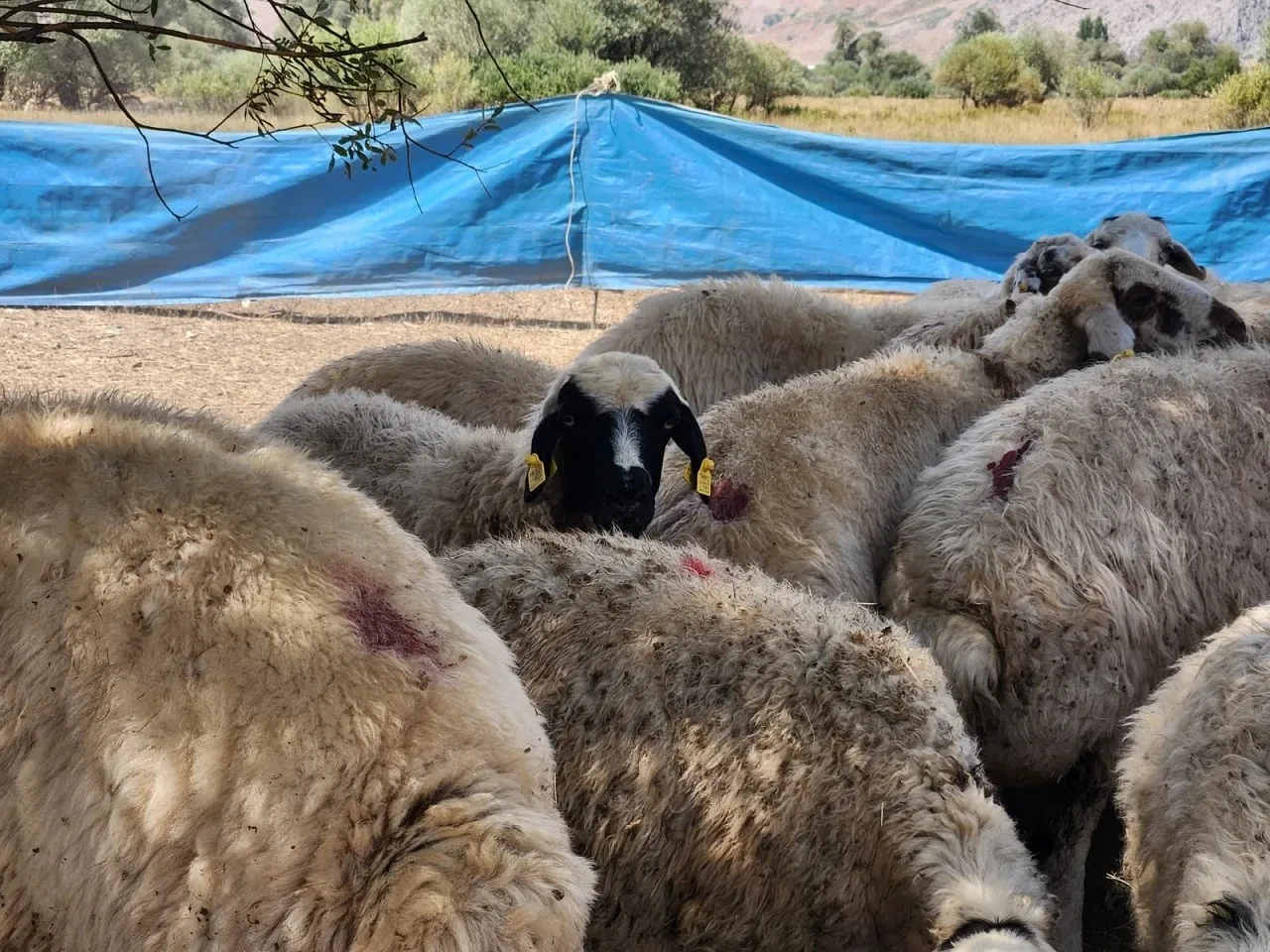 Çoban maaşları 130 bin TL'ye dayandı! Yine de kimse çalışmak istemiyor 