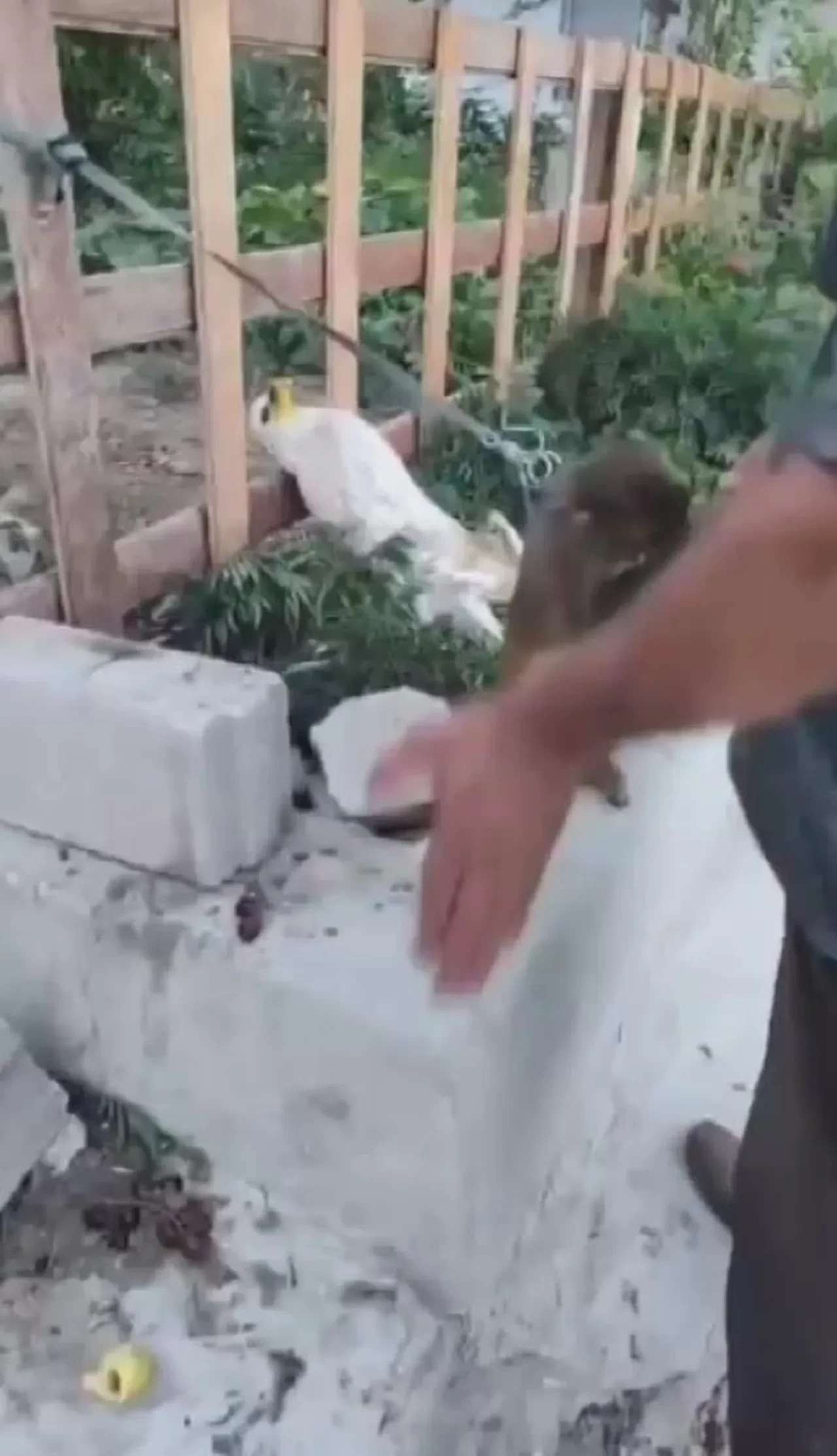 Görüntüleri olay olmuştu! Sahibinin tokatladığı yavru maymun koruma altında