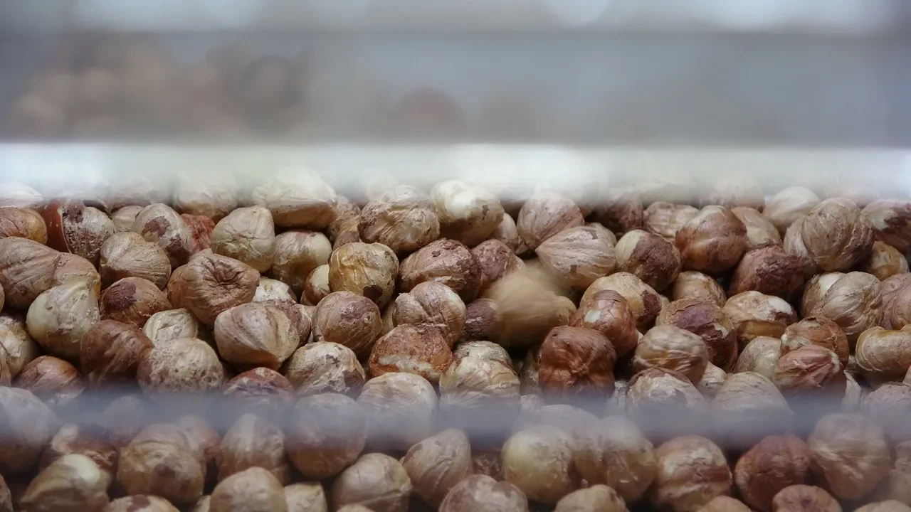 Karadeniz'de fındık hasadı tamamlandı: Rekolte düşük