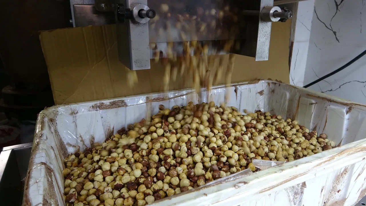 Karadeniz'de fındık hasadı tamamlandı: Rekolte düşük