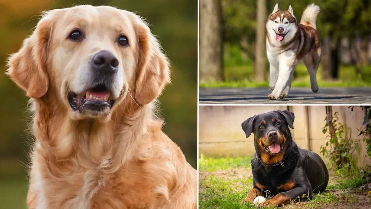 Köpeğiniz dudaklarını sürekli yalıyorsa dikkat: Sebebi sadece açlık değil