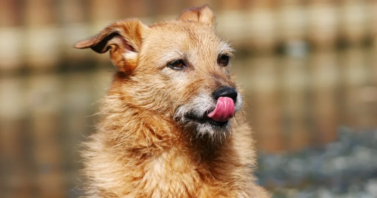 Köpeğiniz dudaklarını sürekli yalıyorsa dikkat: Sebebi sadece açlık değil