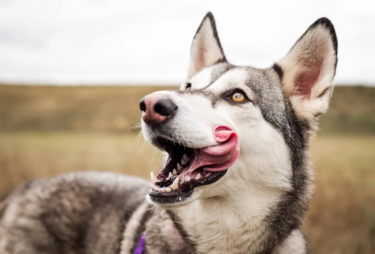 Köpeğiniz dudaklarını sürekli yalıyorsa dikkat: Sebebi sadece açlık değil