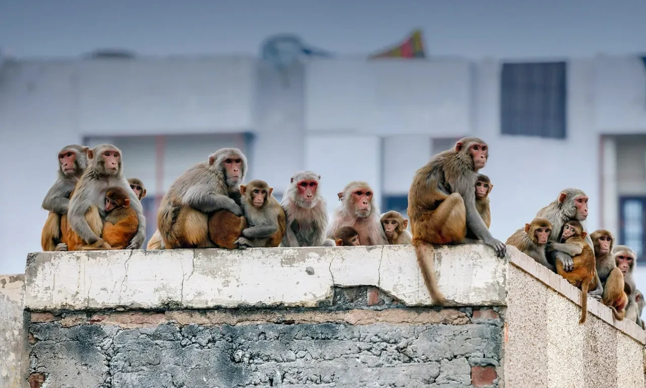 Maymun dehşeti! İki aylık bebeği yatağından kaçırıp su variline attılar