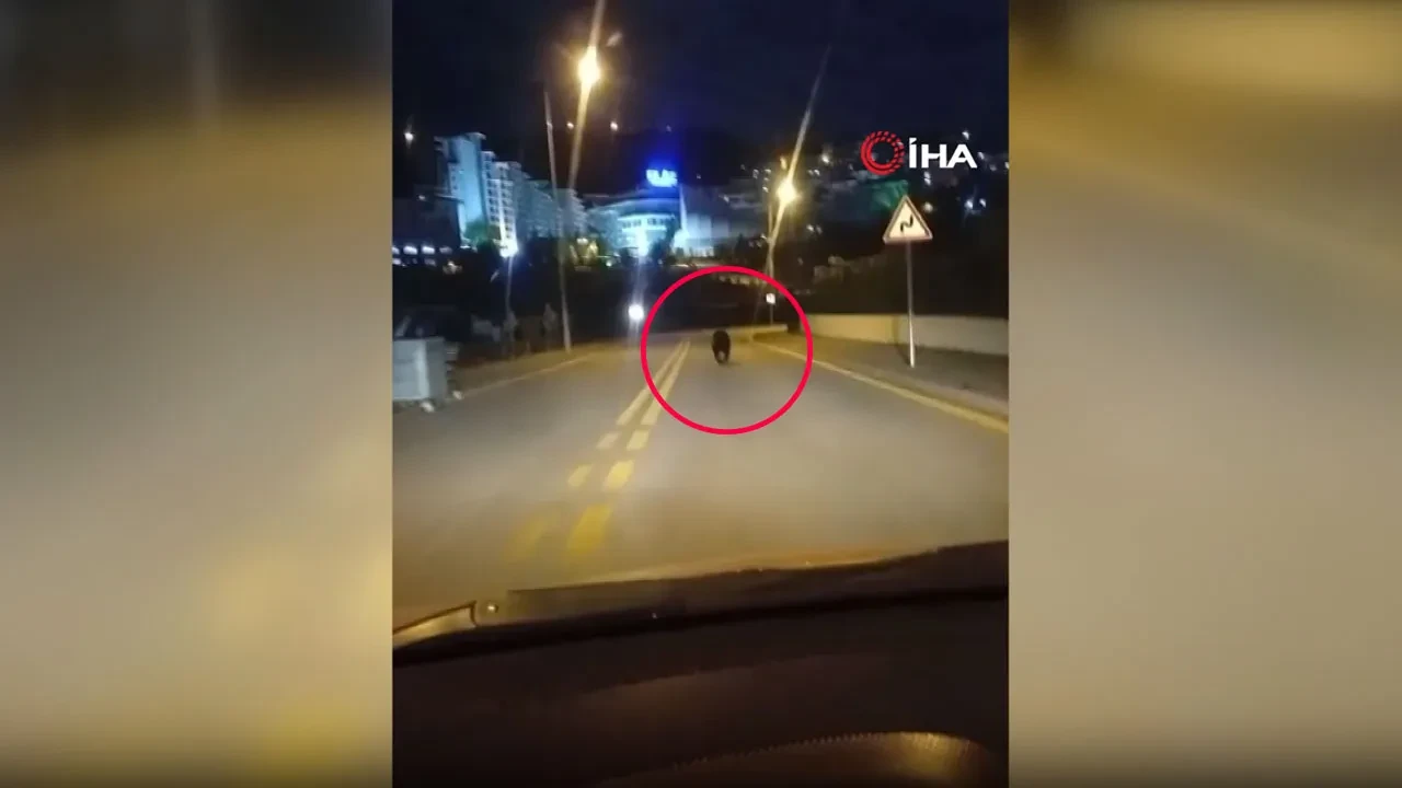 Ankara’da gece saatlerinde sokağa inen ayı yürekleri ağza getirdi! O anlar kamerada