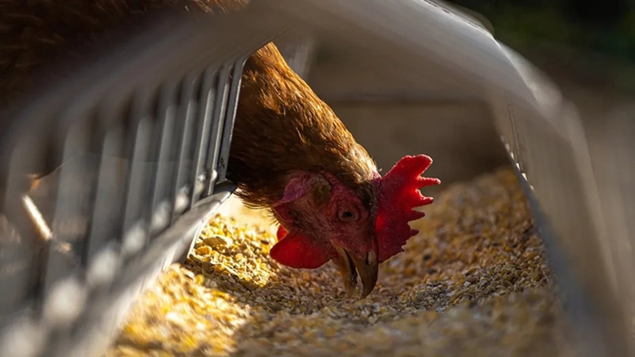 Irak'ta tavuk yasağı! 45 gün süre verildi