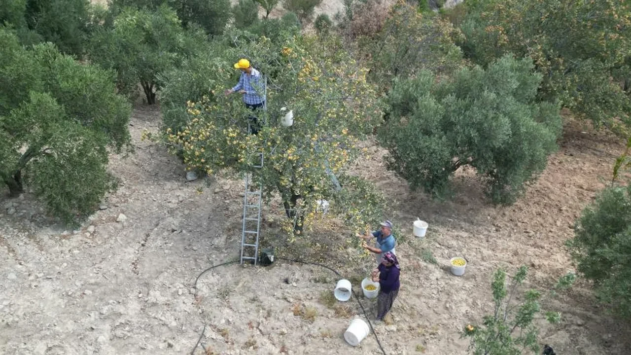 Şifa deposunun hasadına başlandı! 200 TL'den alıcı buluyor