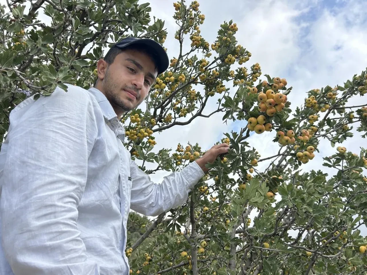 Şifa deposunun hasadına başlandı! 200 TL'den alıcı buluyor