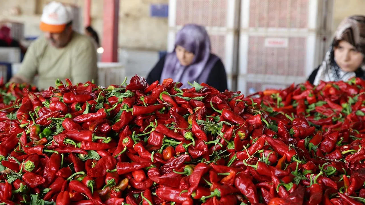 Coğrafi işaret tescilli Maraş biberinde hasat başladı