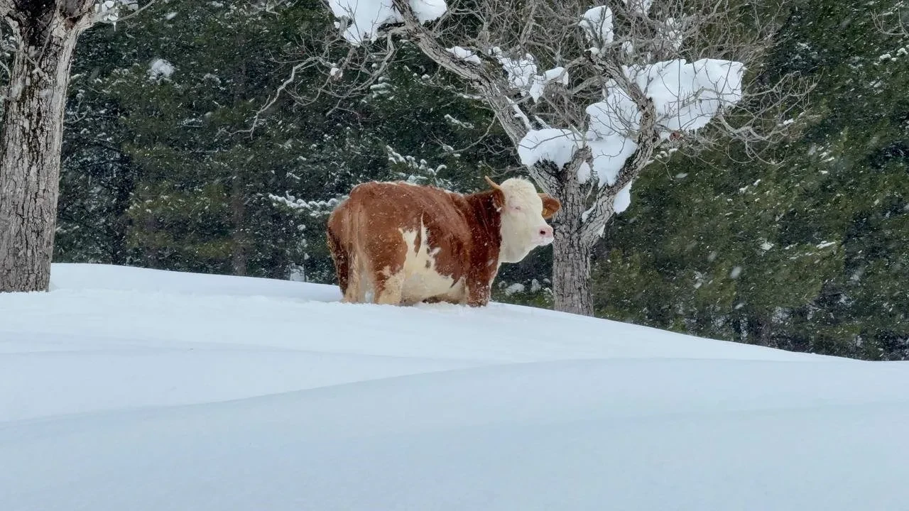 Kar tatili haberleri peş peşe geldi! 2 Ocak kar tatili olan iller hangileri?