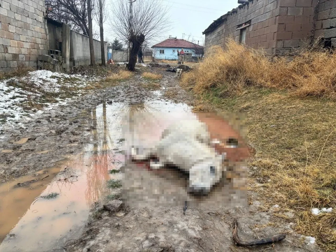 Erzincan'da köyü basıp at ve eşeği vurdular! Hayvanlarını yitiren vatandaşın tek isteği var