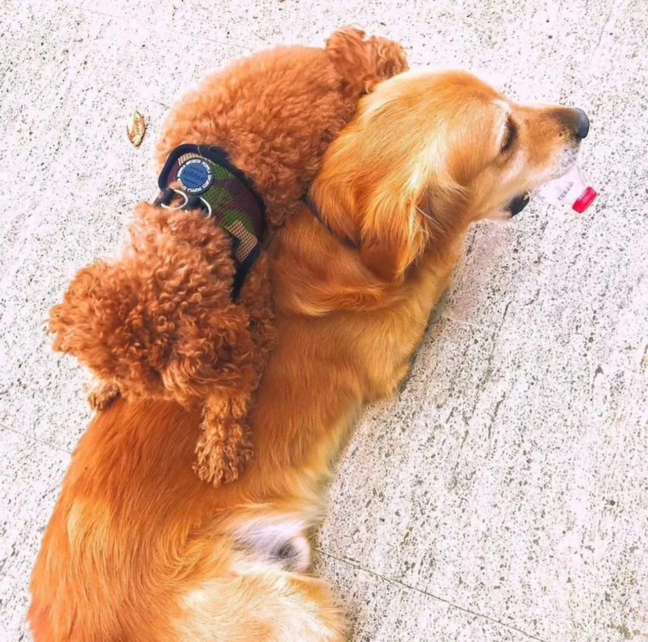 Mehmet Ali Erbil'in acı kaybı! “Ölecek diye her gün ağlıyorum” demişti