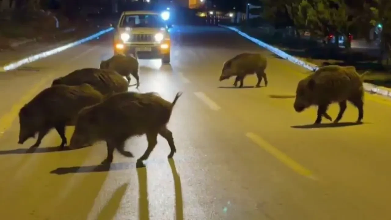 Aydın'da domuz istilası! Şehri mesken tuttular