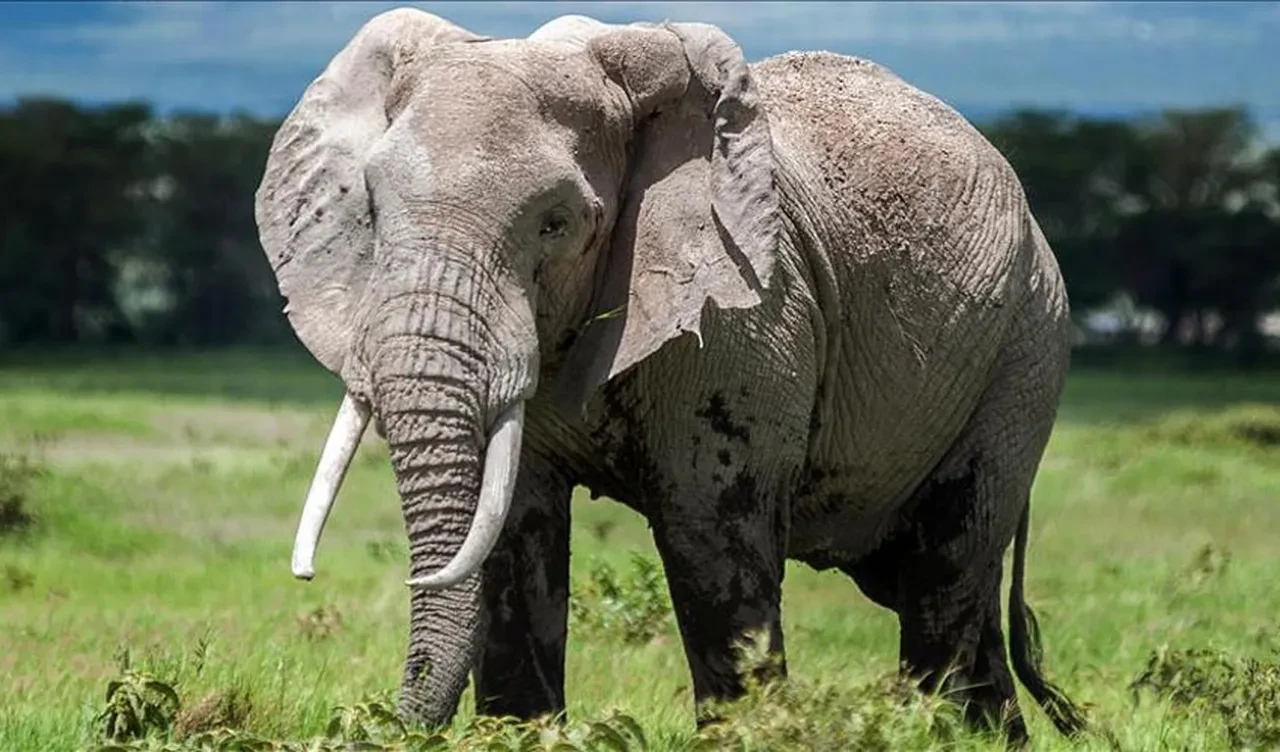 Çok sayıda kişiyi katletti! Sık sık yer değiştiren gizemli canavarın izi sürülemiyor