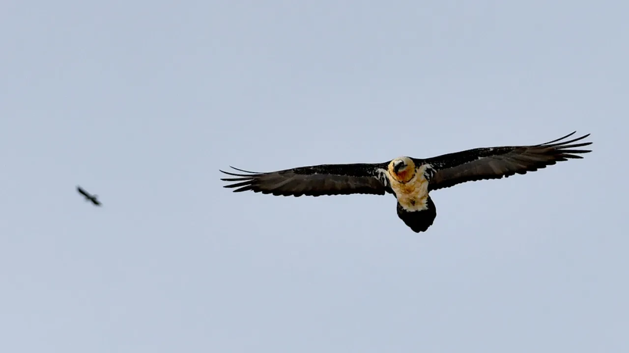 Görüntülemesi en zor türdü! Karla birlikte ortaya çıktı