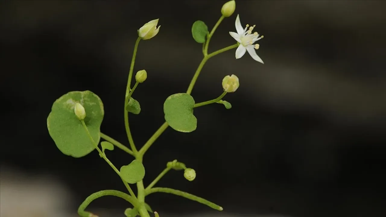 Literatüre "İzmir" adıyla kazandırıldı: Türkiye'nin ilk endemik göbek otu