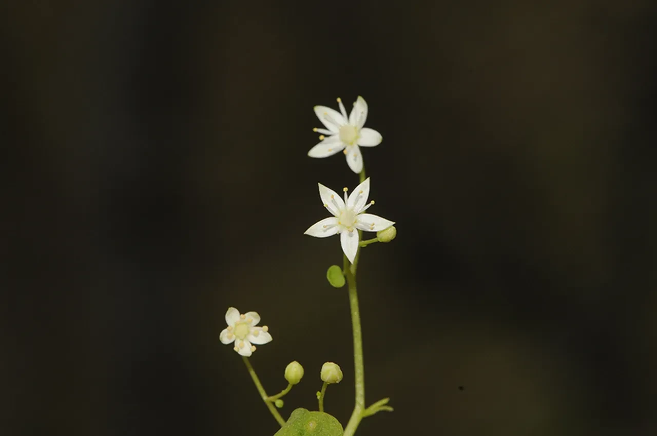 Literatüre "İzmir" adıyla kazandırıldı: Türkiye'nin ilk endemik göbek otu
