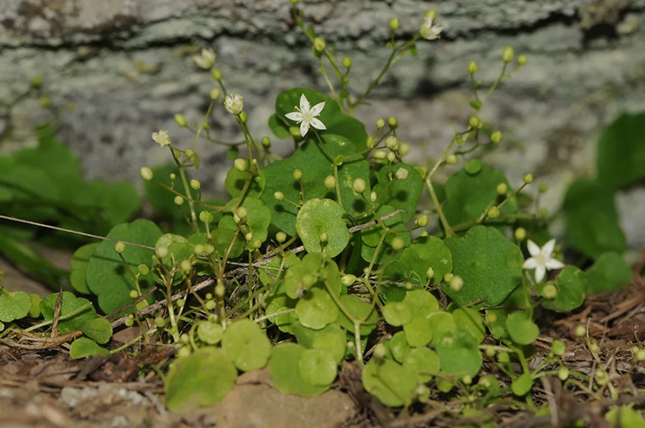 Literatüre "İzmir" adıyla kazandırıldı: Türkiye'nin ilk endemik göbek otu
