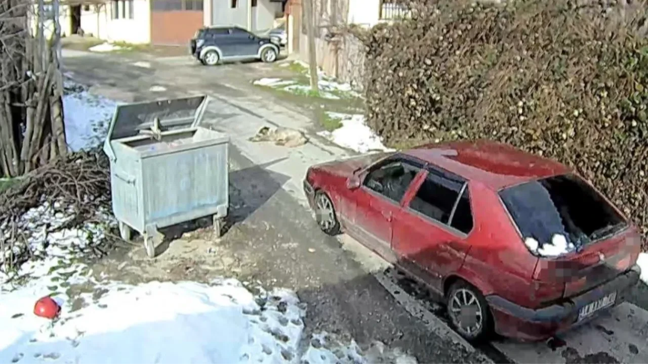 Uyuyan köpeği ezdi, durmadan yoluna devam etti