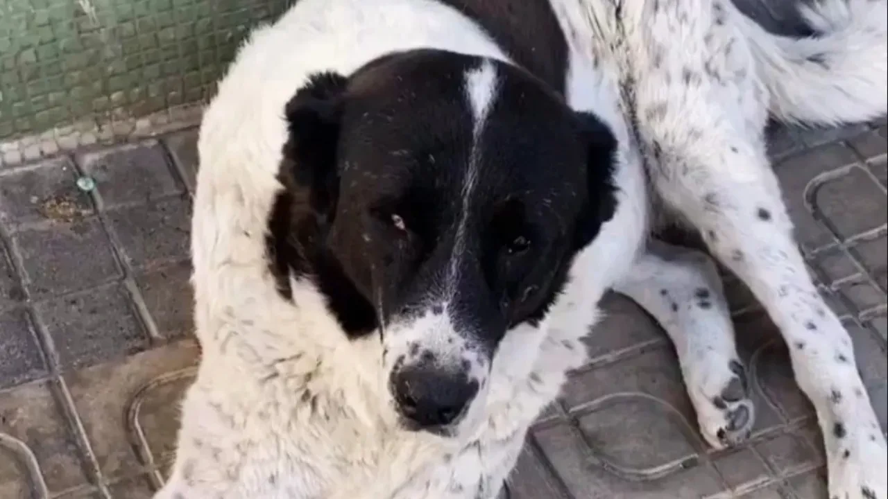 Ankara metrosundaki korkunç olay: Matmazel'in raporunda detaylar ortaya çıktı