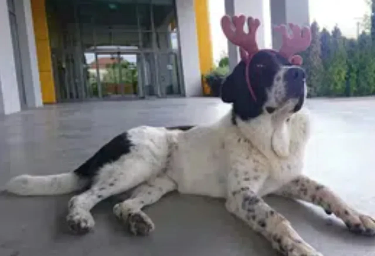 Ankara metrosundaki korkunç olay: Matmazel'in raporunda detaylar ortaya çıktı