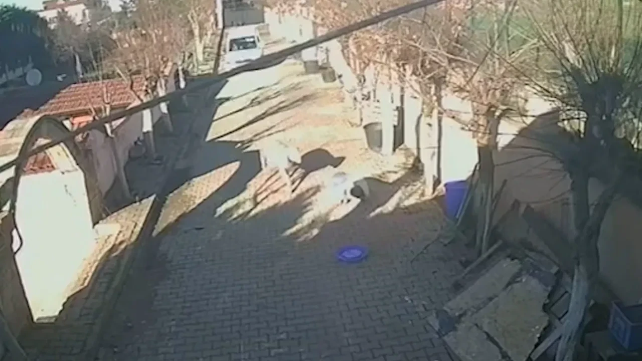 Gözü gibi baktığı koçun kurbanı oldu! 10 dakikalık saldırının sonu kasapta bitti