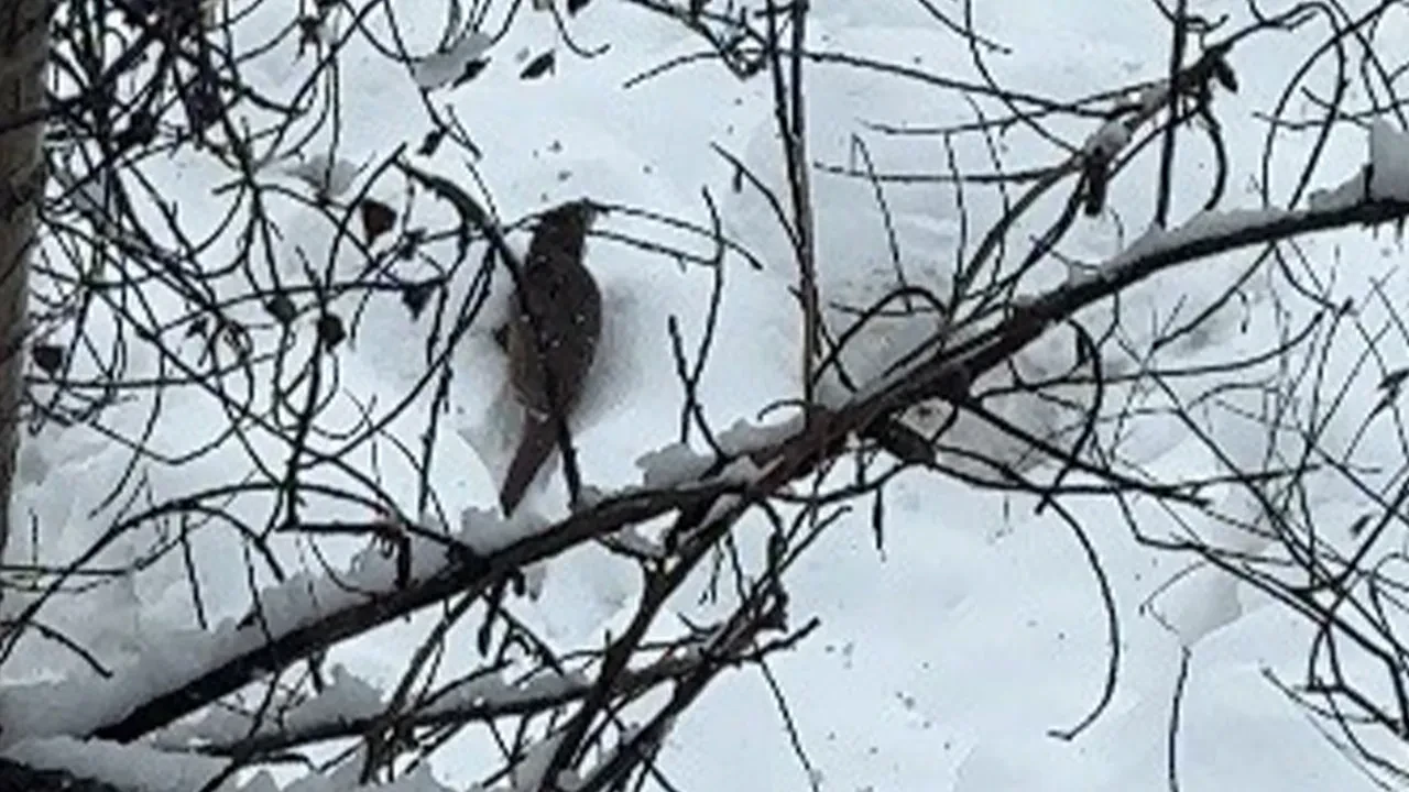Beyaz örtü üstünde nadir anlar: Nesli tehlike altında, kameraya görüntülendi
