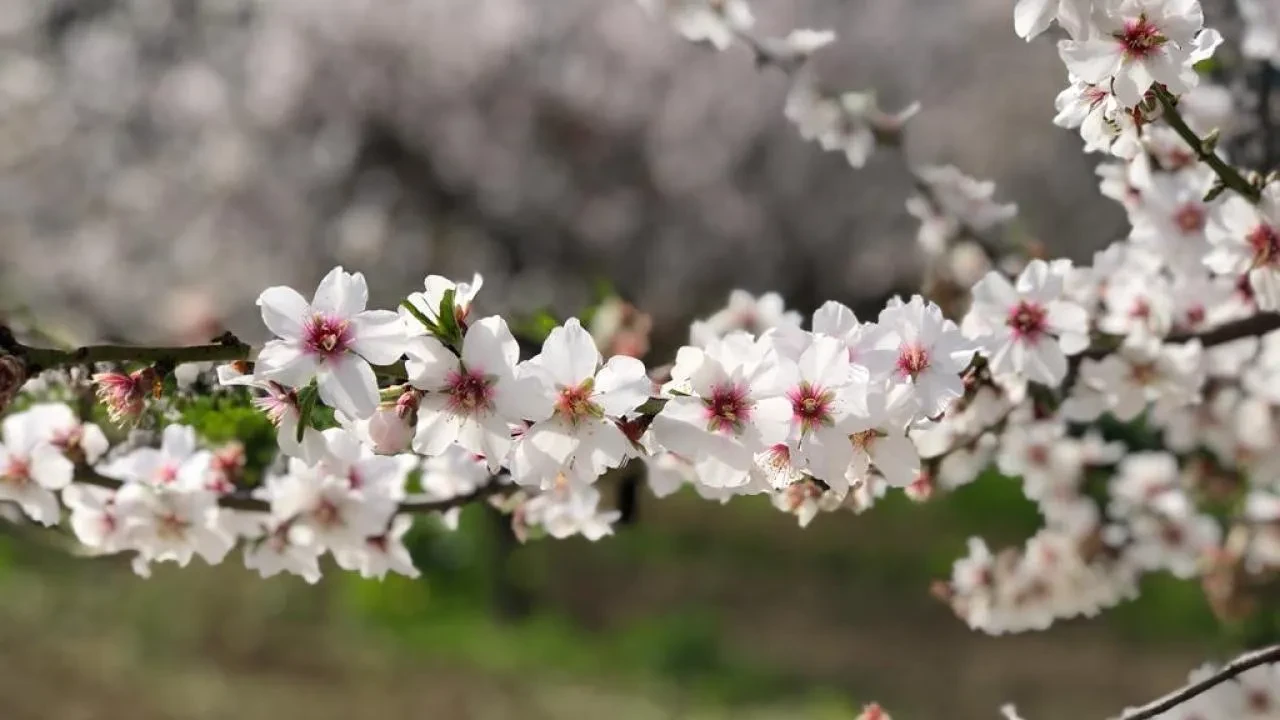 Cemreler ne zaman düşecek 1 cemre düşme tarihi ne zaman?