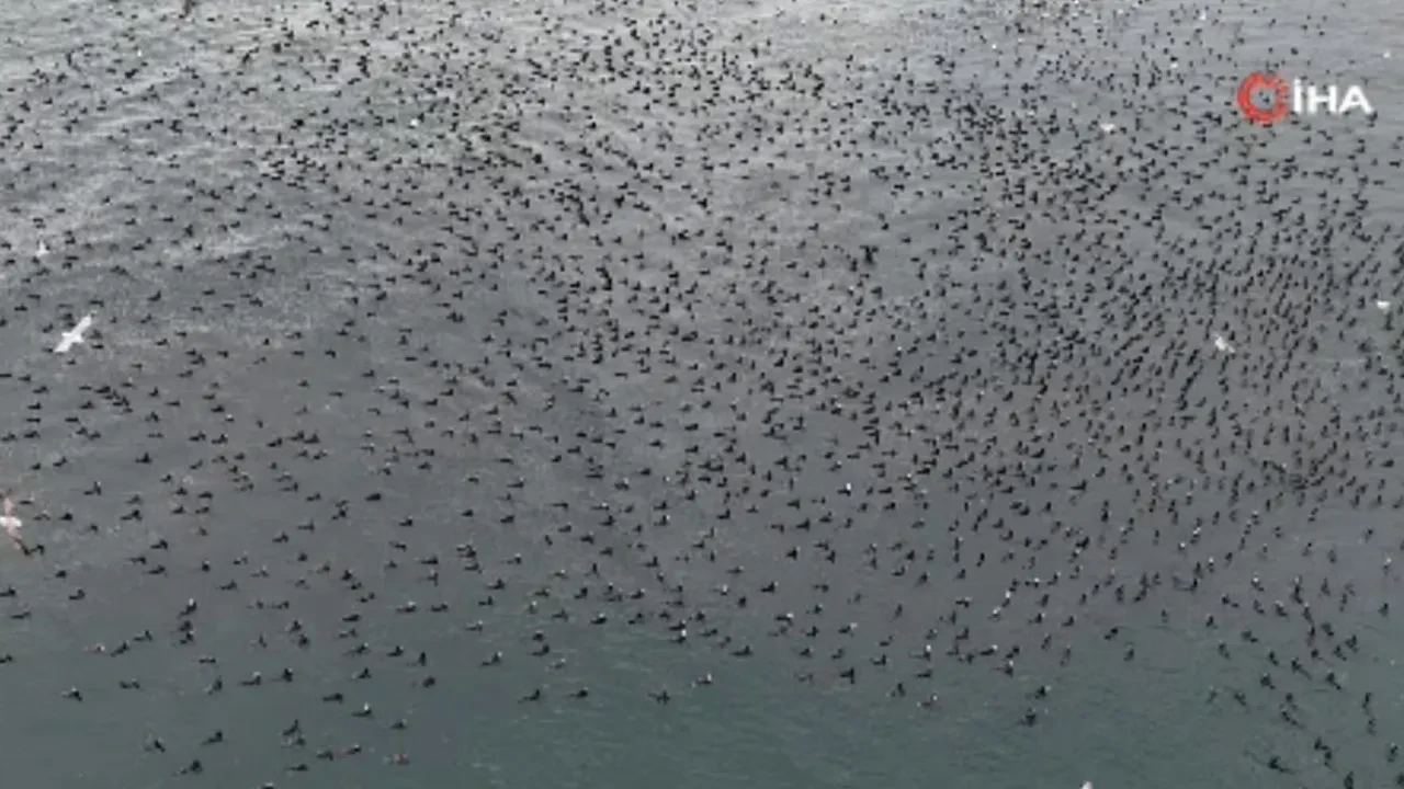Denizde görsel şölen! Kuşlar adeta siyah halı oluşturdu