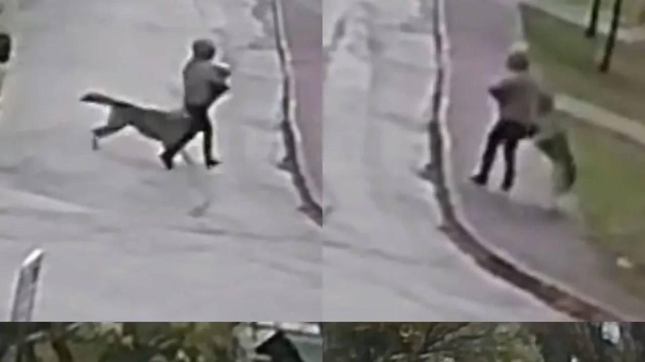 Adana'da dehşet anları: Küçük köpeğiyle yürüyen kadına kurt köpeği saldırısı!