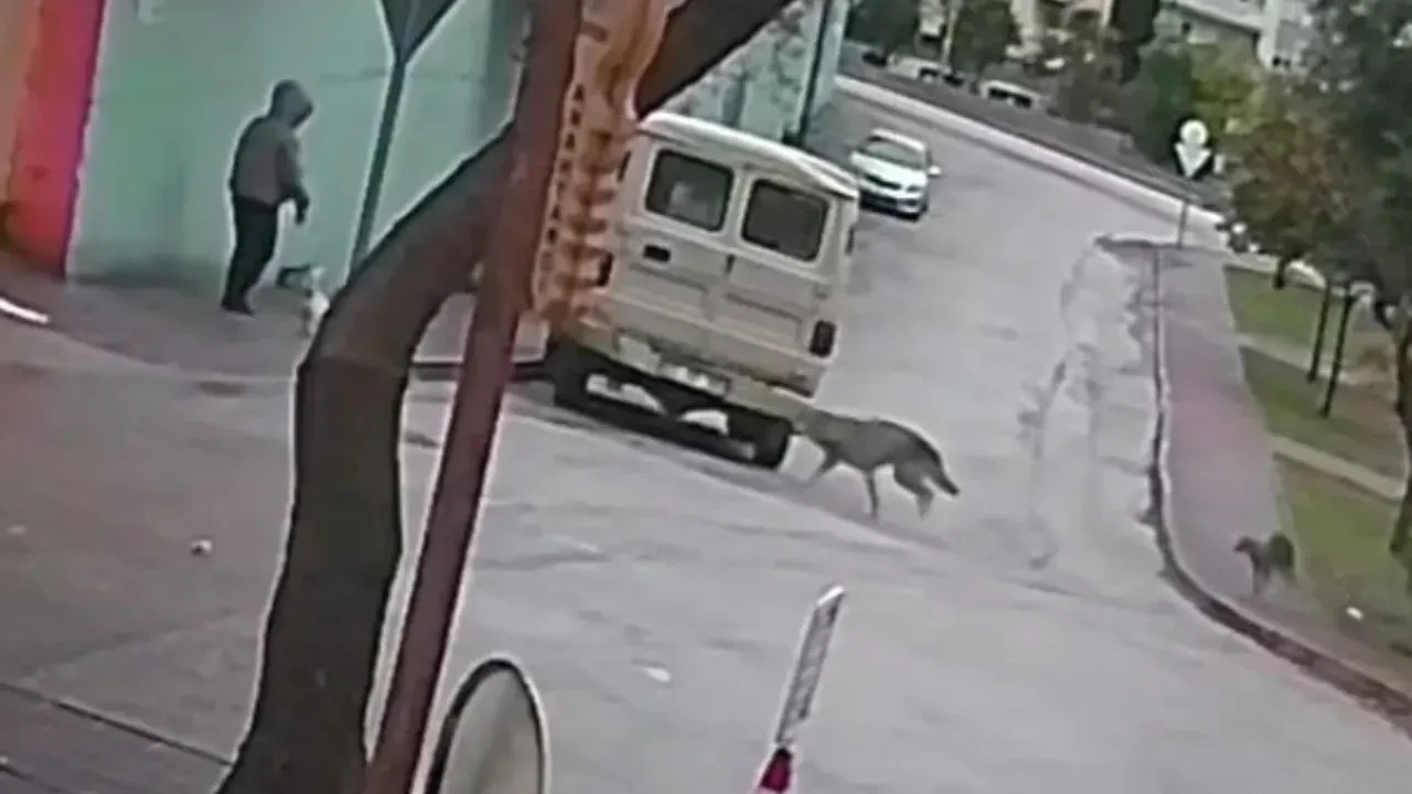 Adana'da dehşet anları: Küçük köpeğiyle yürüyen kadına kurt köpeği saldırısı!