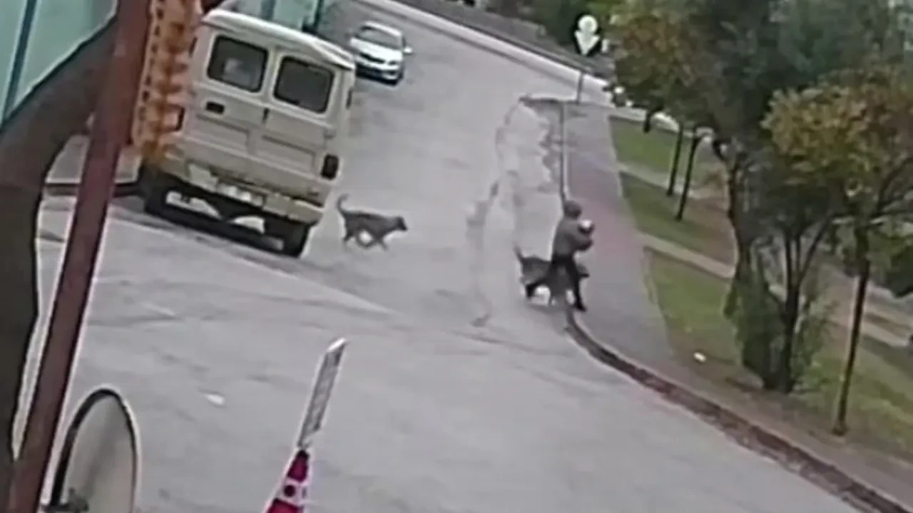 Adana'da dehşet anları: Küçük köpeğiyle yürüyen kadına kurt köpeği saldırısı!