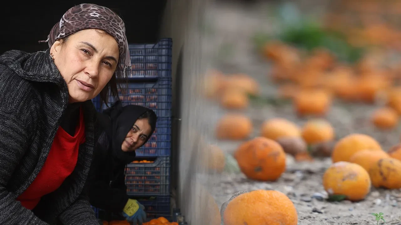 Dalda kaldı, bedava dağıtılıyor! Vatandaşlara 'gelin toplayın' diye seslendiler