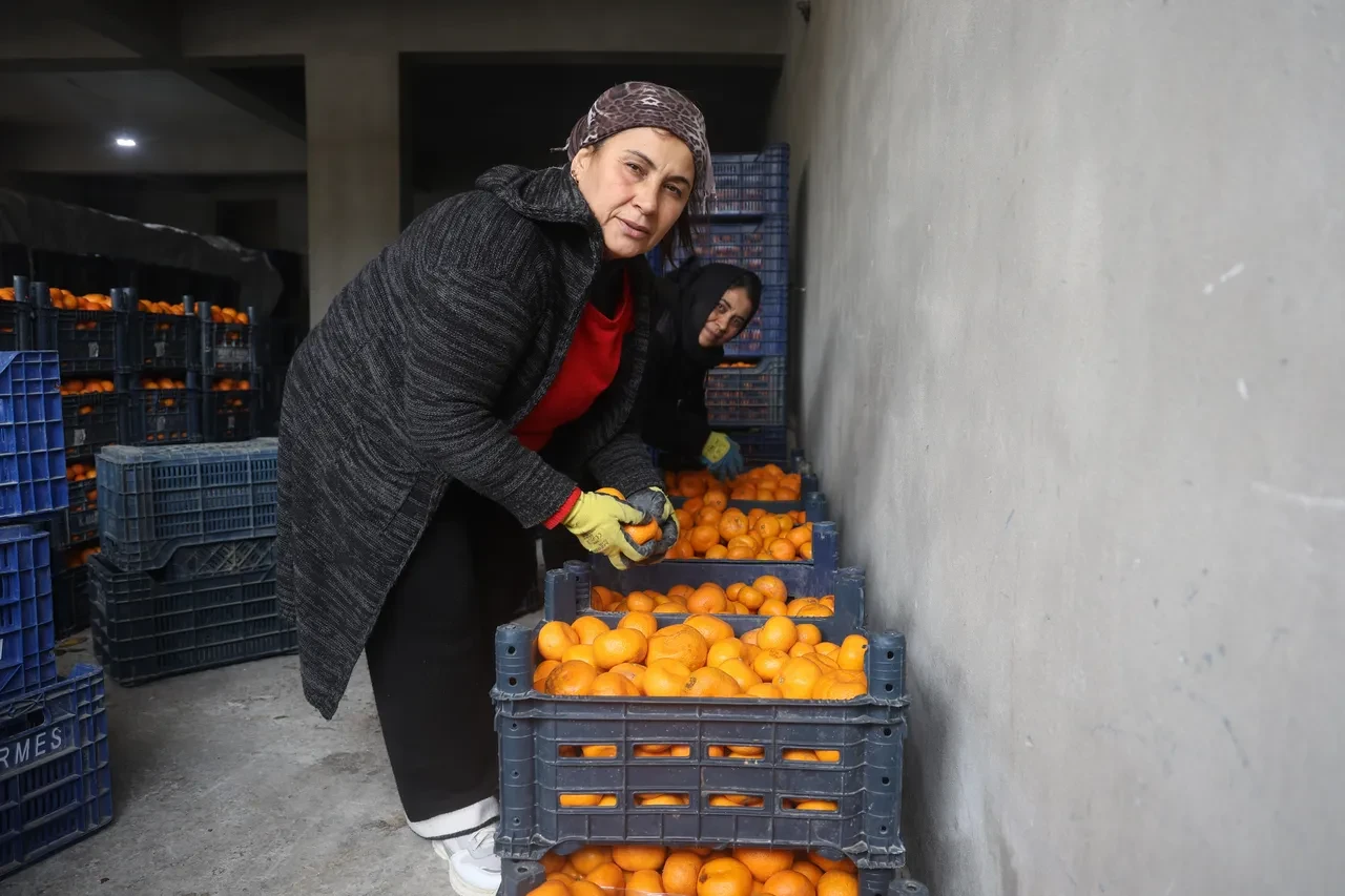 Dalda kaldı, bedava dağıtılıyor! Vatandaşlara 'gelin toplayın' diye seslendiler