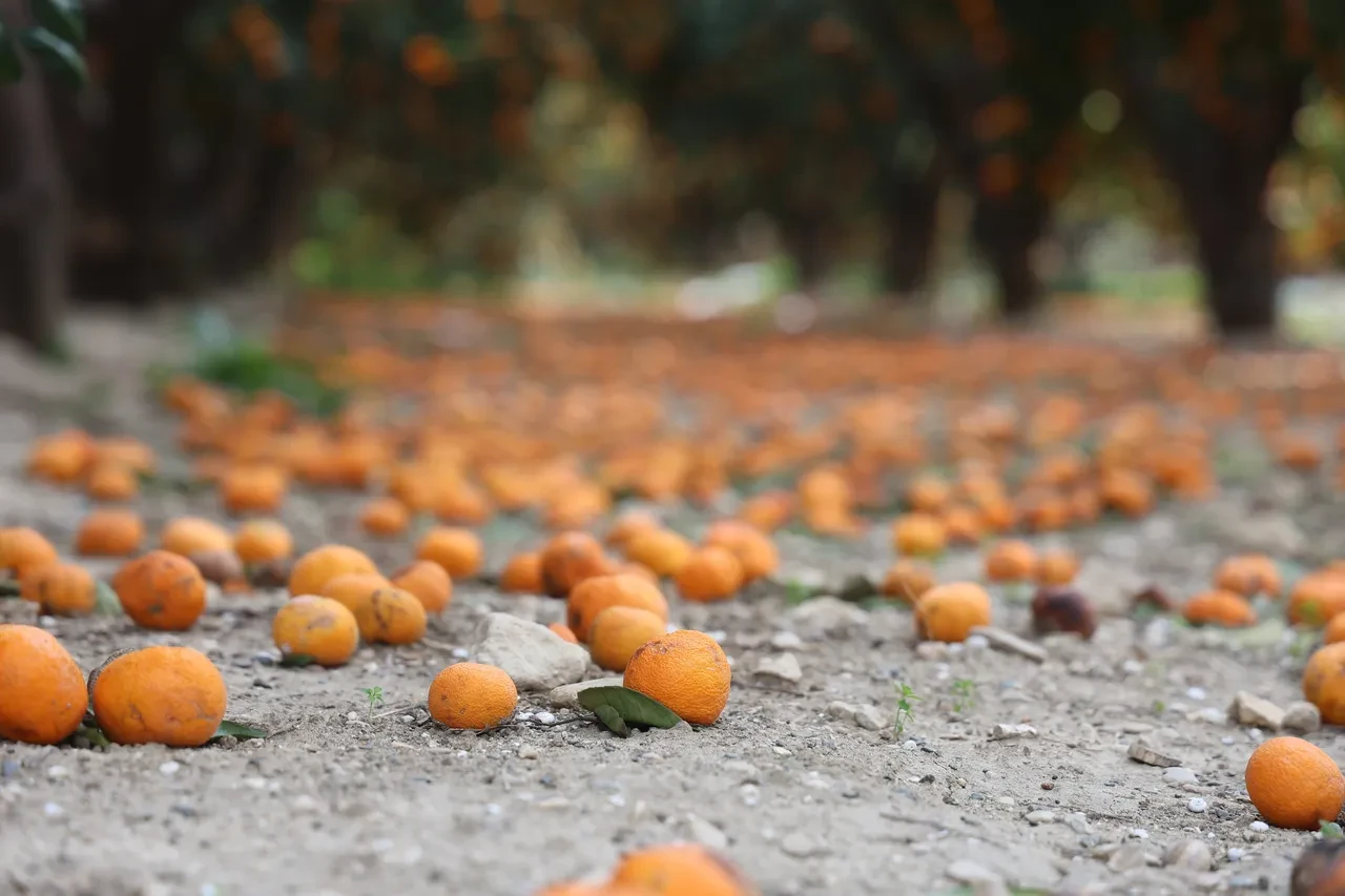Dalda kaldı, bedava dağıtılıyor! Vatandaşlara 'gelin toplayın' diye seslendiler