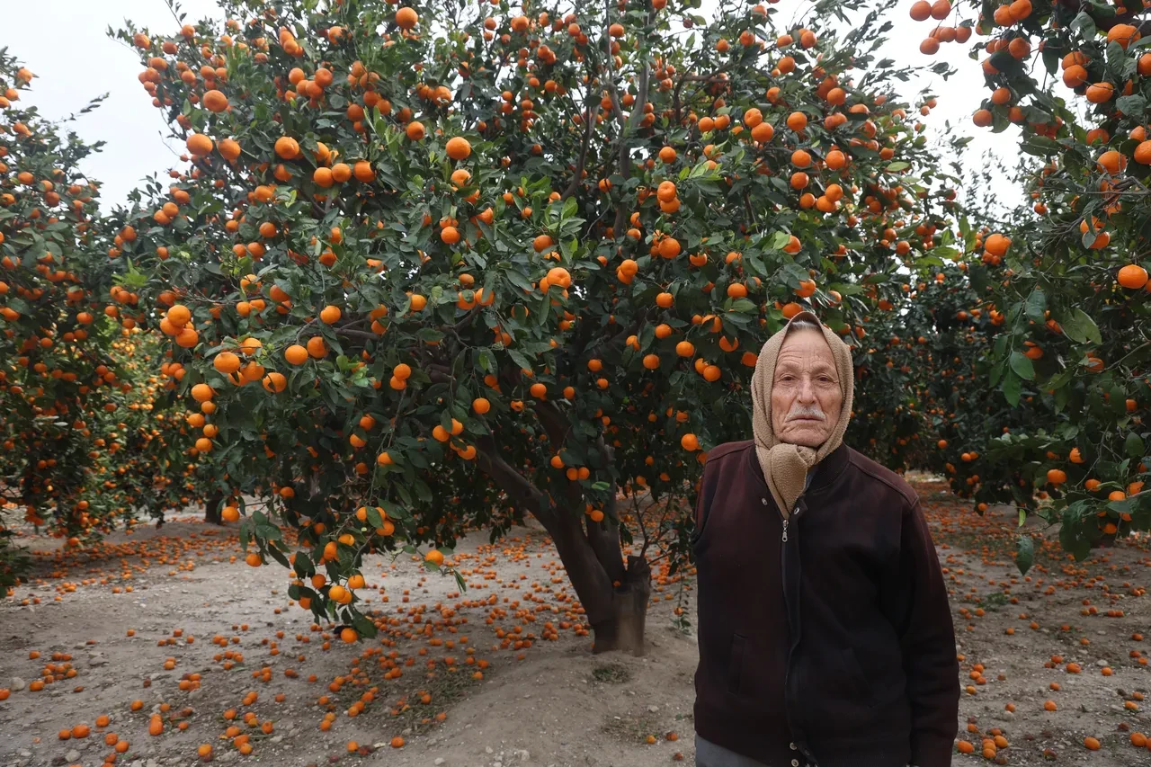 Dalda kaldı, bedava dağıtılıyor! Vatandaşlara 'gelin toplayın' diye seslendiler