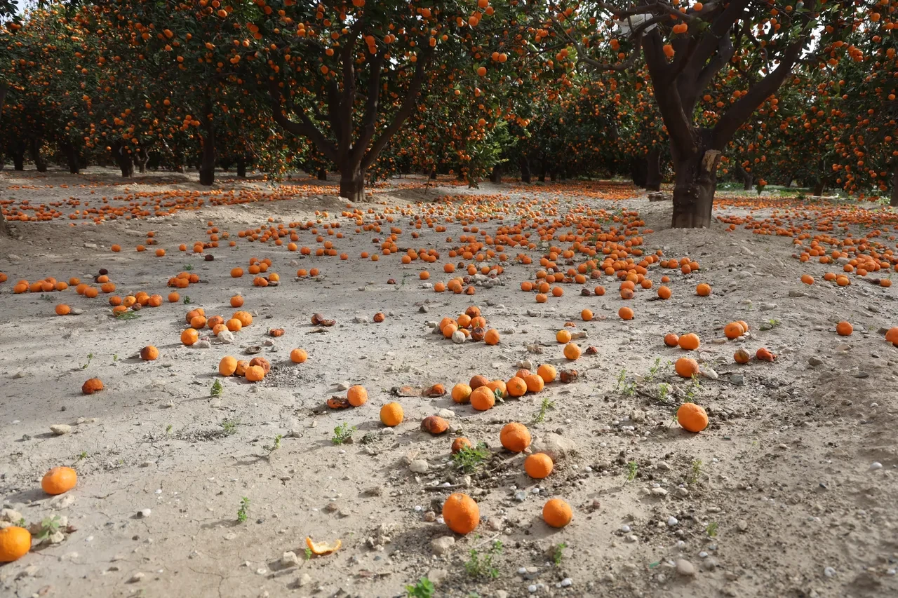 Dalda kaldı, bedava dağıtılıyor! Vatandaşlara 'gelin toplayın' diye seslendiler