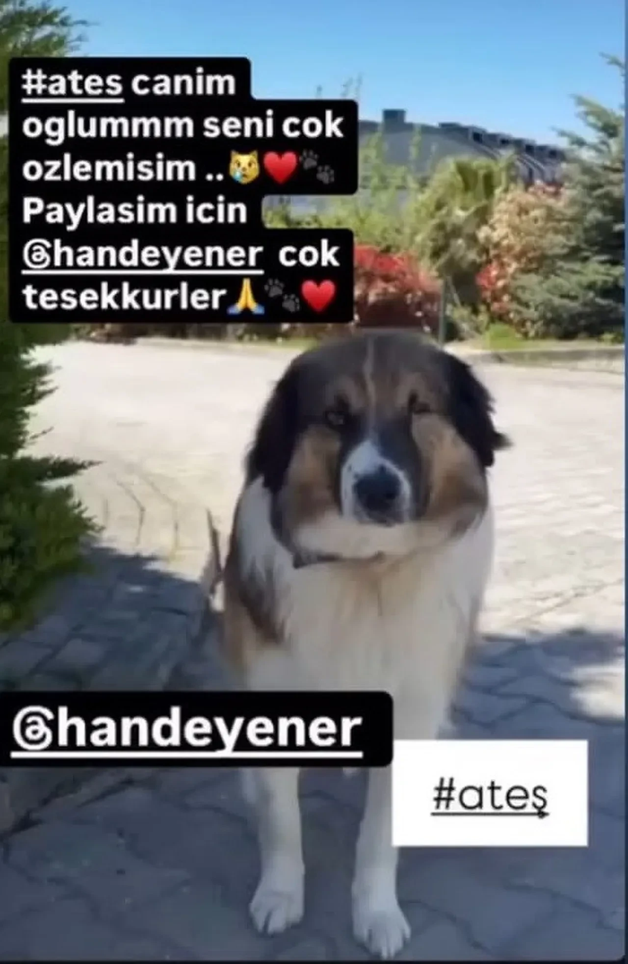 Tüfekle çenesinden vurulmuştu: Hande Yener'in sahip çıktığı köpeğin davası görüldü