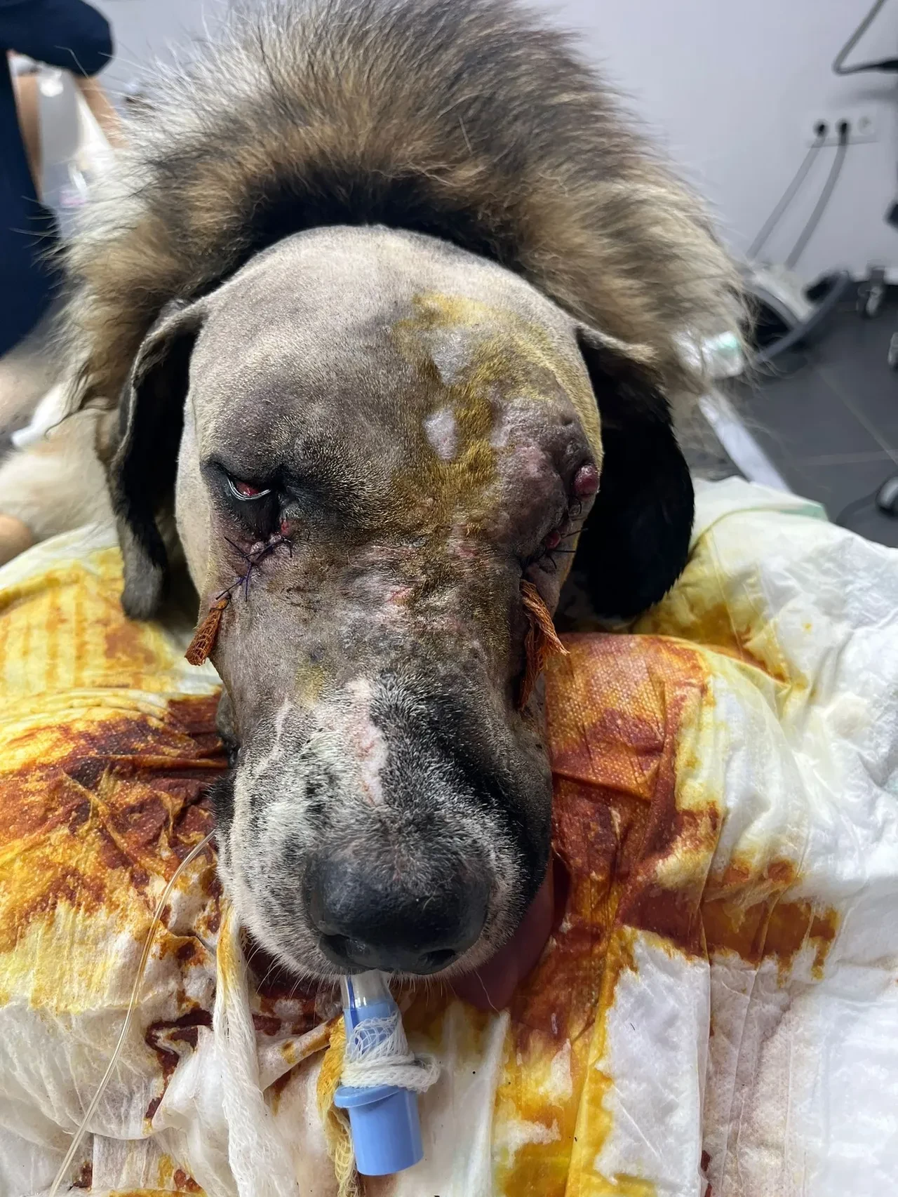 Tüfekle çenesinden vurulmuştu: Hande Yener'in sahip çıktığı köpeğin davası görüldü