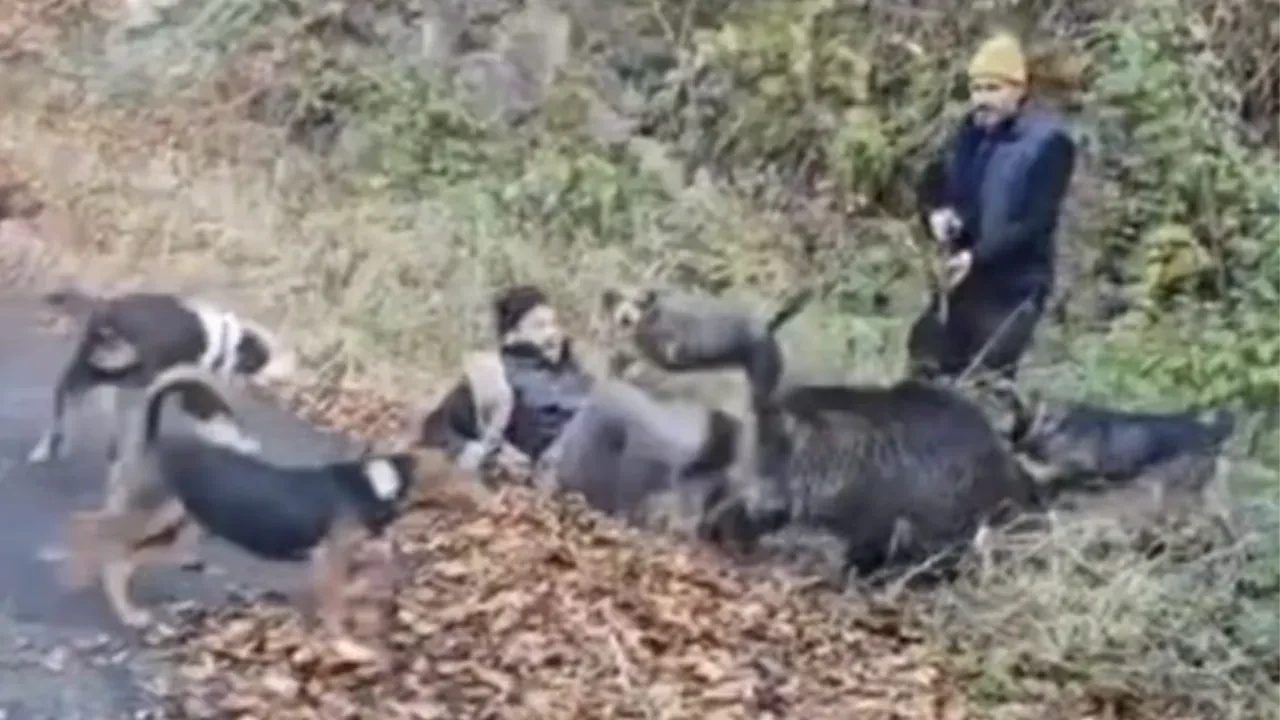 Domuzun saldırısından son anda kurtarıldı! Hayatını arkadaşlarına borçlu