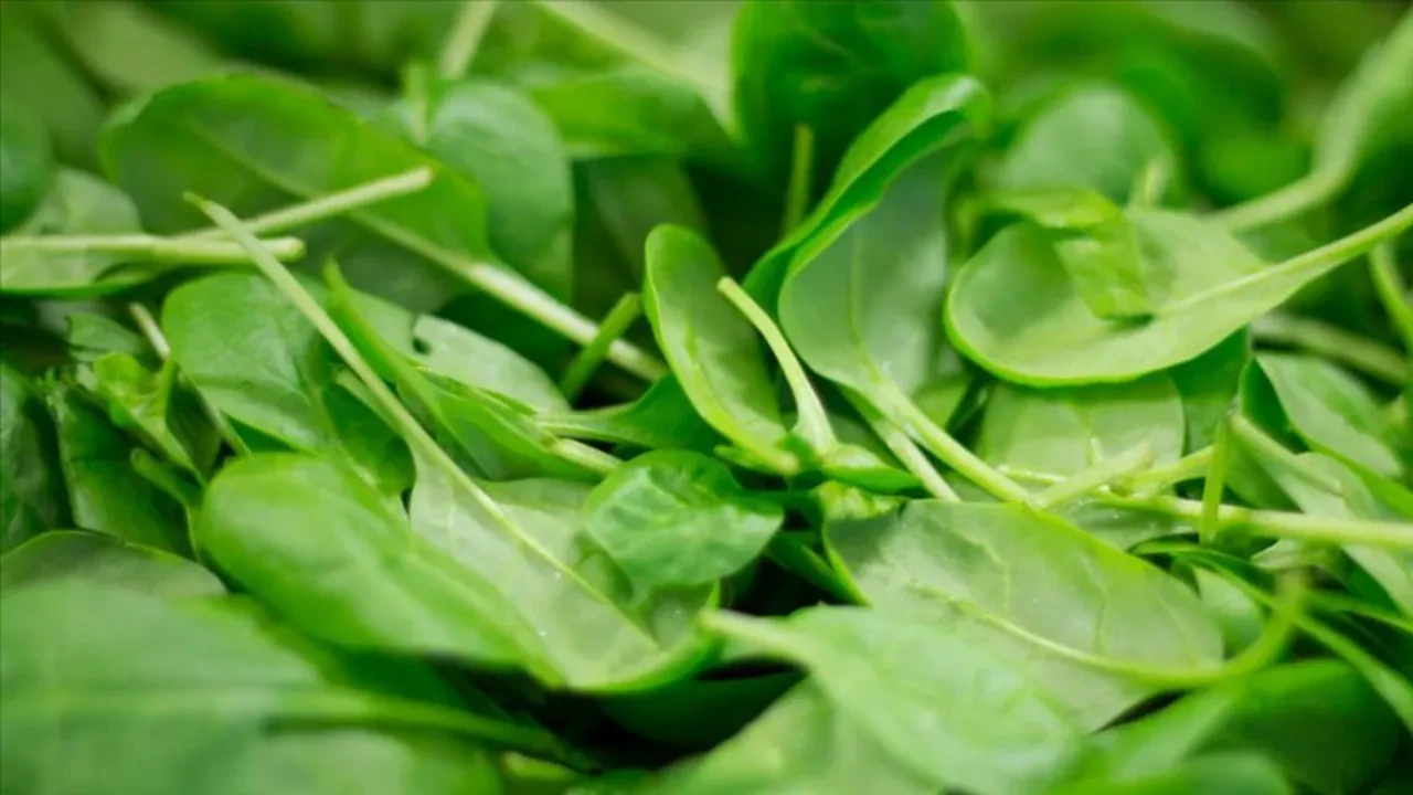 Ispanağı ikinci kez ısıtıp yiyenler aslında ne yiyor? Temel Reis'in bile bilmediği o kanserojen dönüşüm