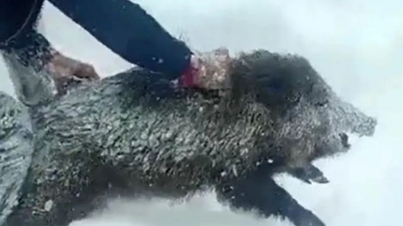 Yaban domuzunu elleriyle yakalayan Şenel Yılmaz'a ceza şoku: Görüntüleri olay olmuştu