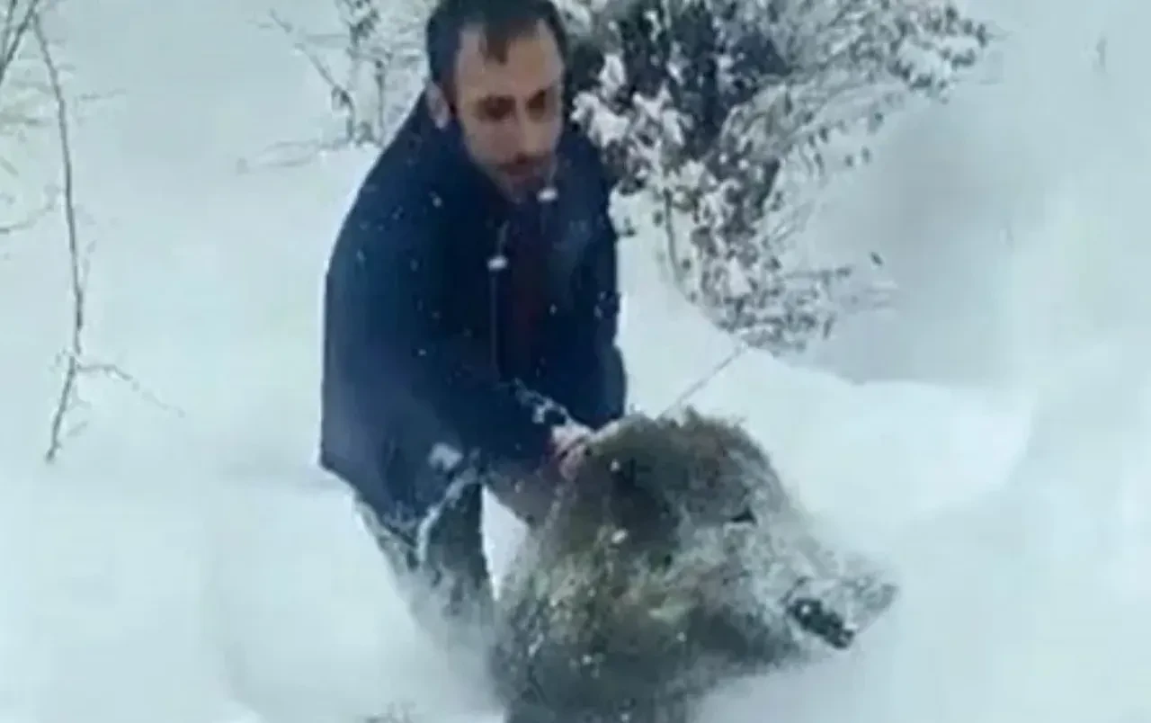 Yaban domuzunu elleriyle yakalayan Şenel Yılmaz'a ceza şoku: Görüntüleri olay olmuştu