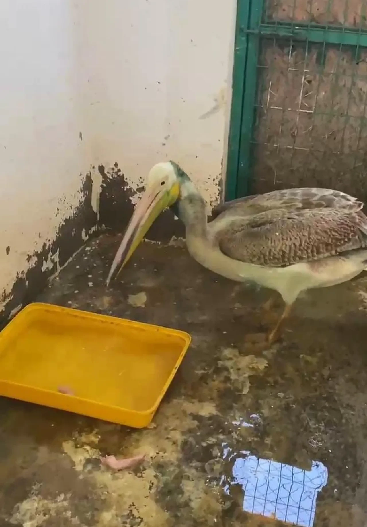 Ak pelikan yeniden doğaya döndü! 5 aylık rehabilitasyonla reflekslerini yeniden kazandı