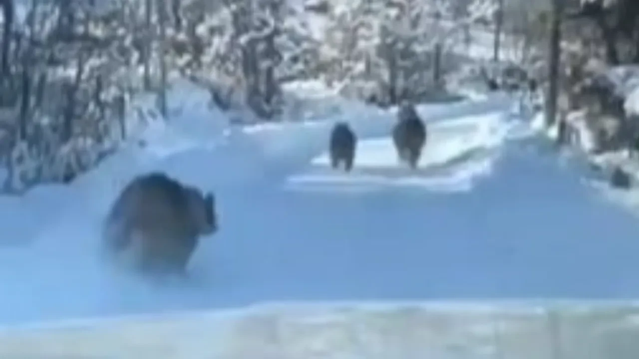 Ayı ve yavruları köy yolunda koştu! O anlar kameralarda