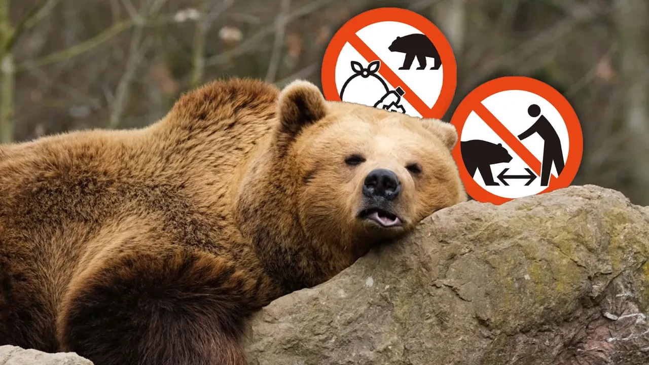 Japonya'dan ayı saldırılarına karşı ortak dil! Yeni levhalar tanıtıldı