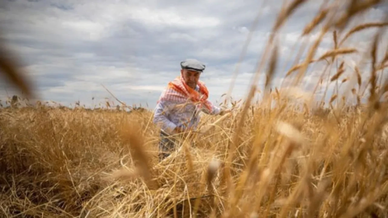 Çiftçi destek ödemeleri hesaplara yattı mı nereden nasıl öğrenilir?