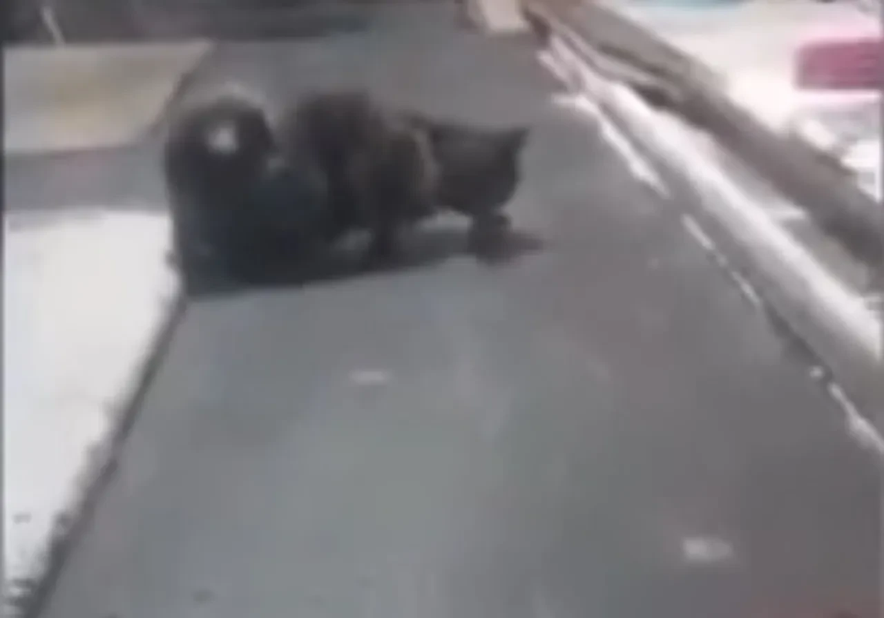 Fırında mide bulandıran görüntü! Kedi, tezgahın üzerinde fareyle oynadı